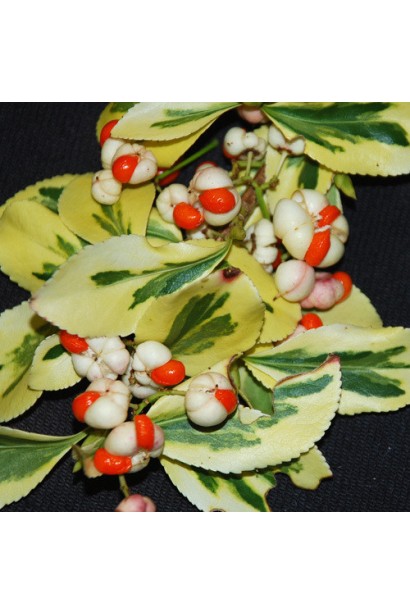 Бруслина Форчуна Емеральд енд Голд на штамбі  плоди